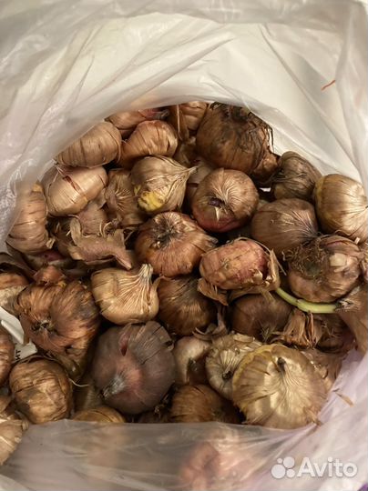 Гладиолусы луковицы