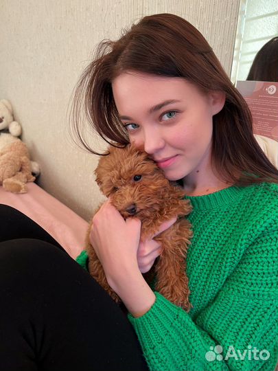 Передержка собак мелких пород