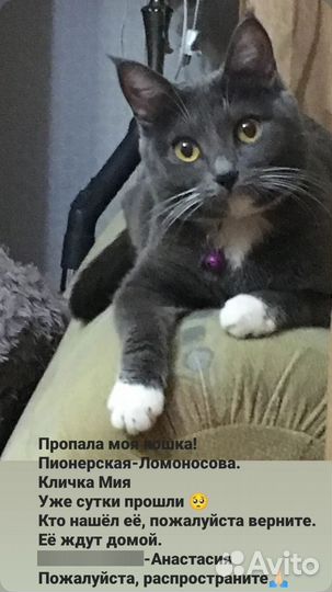 Потерялась кошка