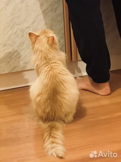 Рыжик пушистик