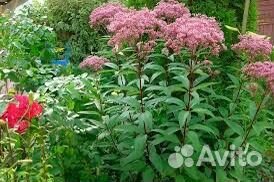 Пасконник Фантом