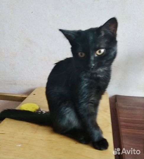 Котенок-подросток ищет дом