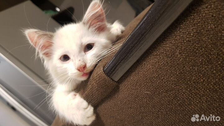 Отдам даром бесплатно в дар котята