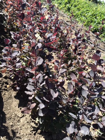 Саженцы Дёрен, Барбарис и другие