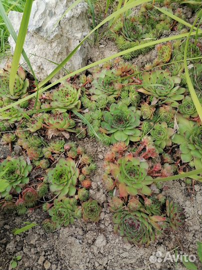 Саженцы многолетних растений для сада