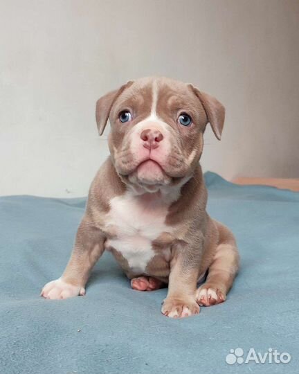 Щенки американский булли