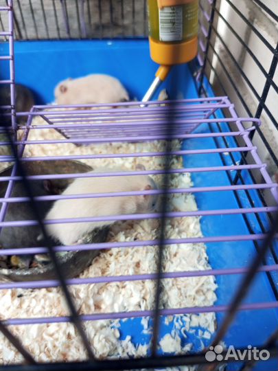 Продам сирийских хомячков