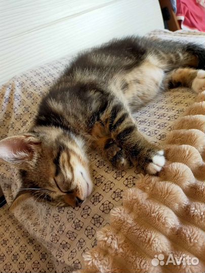 Котик Пончик