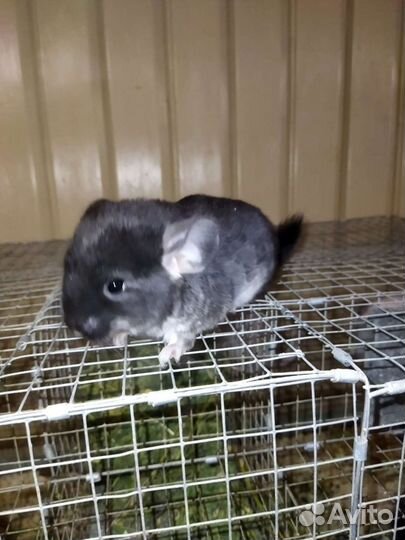 Ферма Шиншилл