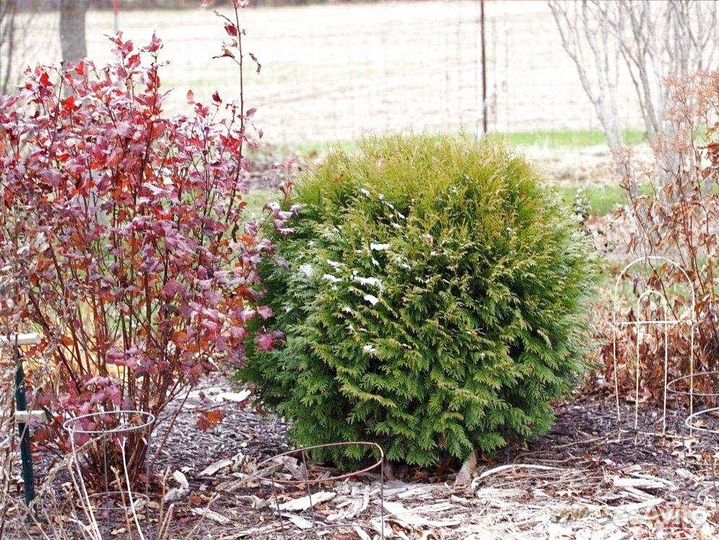 Туя западная Вудварди для ландшафтного дизайна