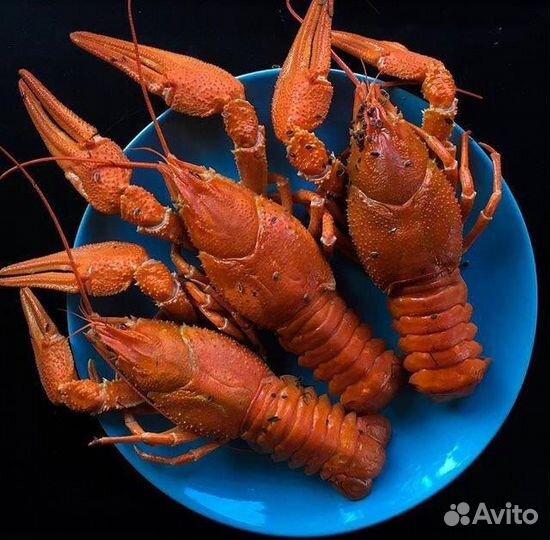 Раки
