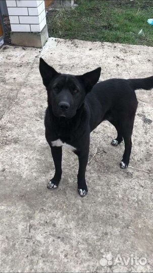 Отдам в добрые руки