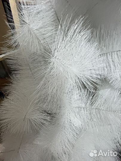 Ель (сосна) белая. Новая