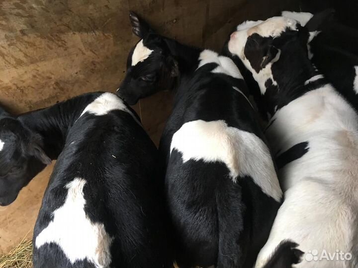 В продаже бычки, те что на фото