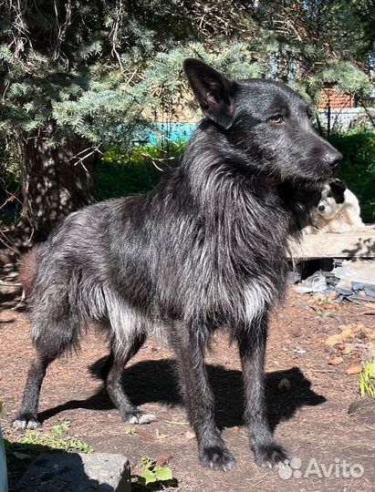 Ищу новый дом, собака осиротела