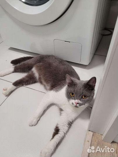 Кошка Горошка чудесная