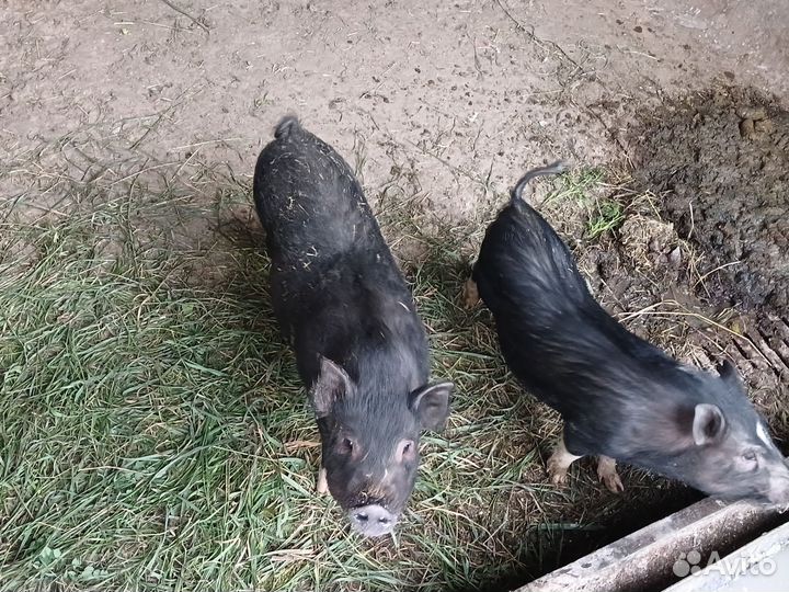 Вьетнамский вислобрюхий хряк