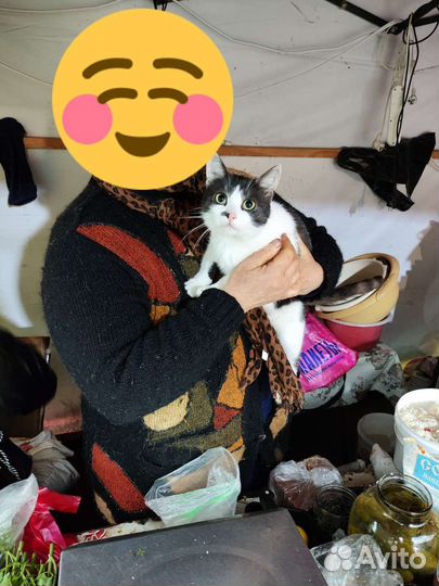 Кошки в добрые руки