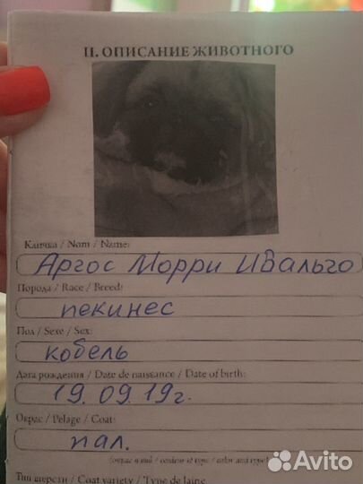 Вязка пекинес