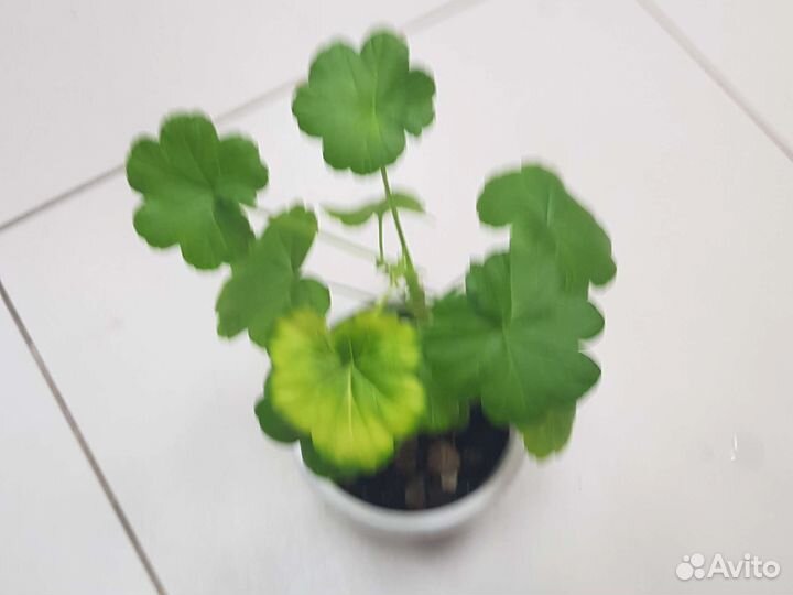 Пеларгония герань