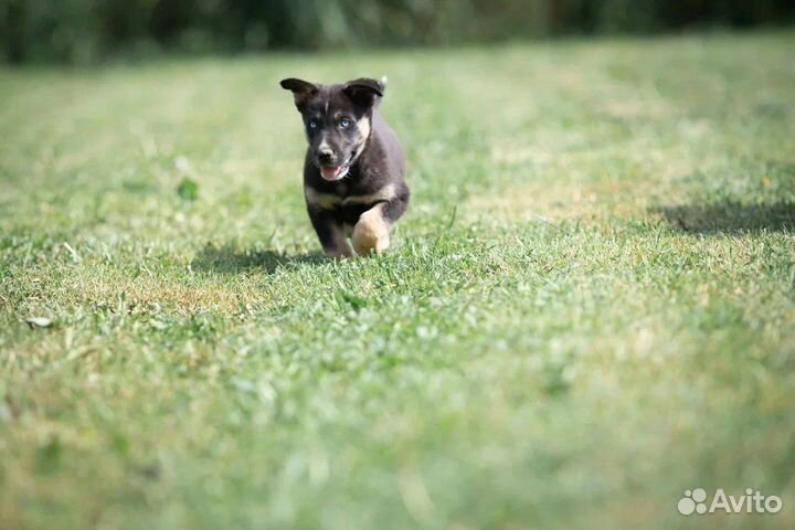 Щенок с хрустальными глазами из приюта, в дар