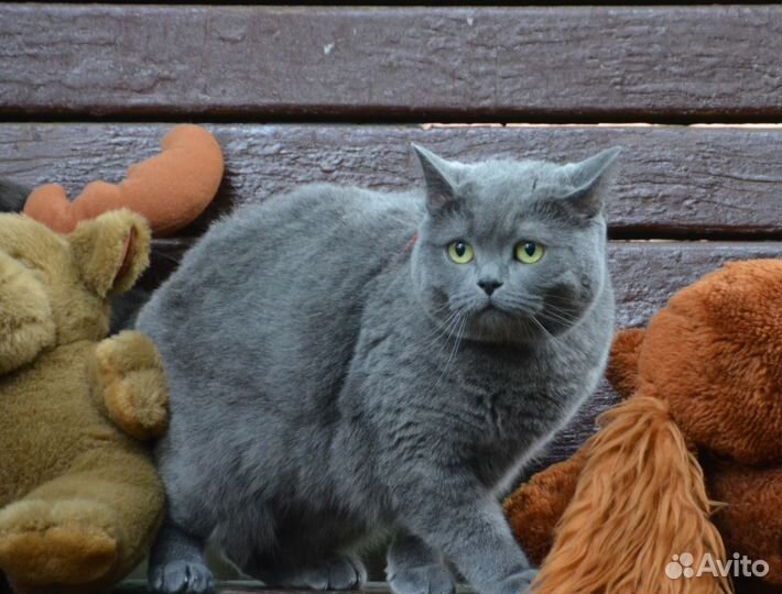 Британская