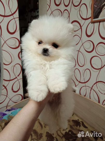 Померанский шпиц мини, микро