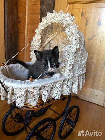 Котята отдам в добрые руки бесплатно