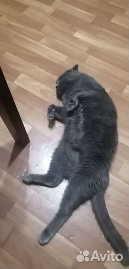 Передержка собак и кошек. Зоогостиница