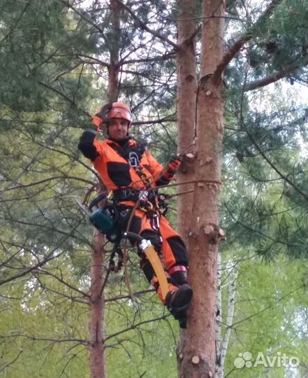 Спил опасного дерева