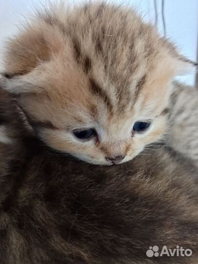 Шотландская золотая шиншила