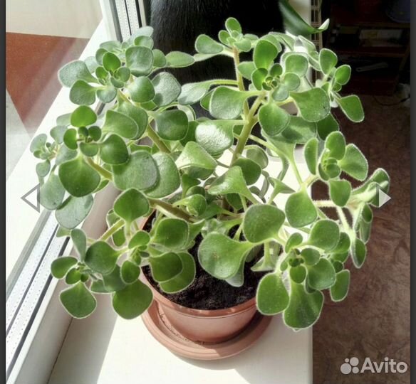 Аихризон - дерево Любви и счастья