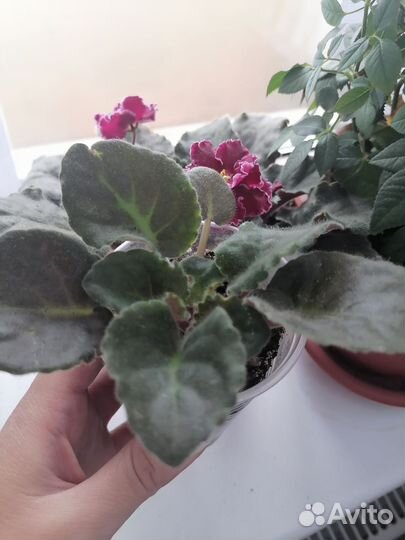 Фиалка сортовая