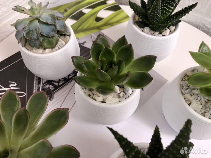 Суккуленты в горшочках