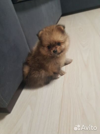 Щенки Шпица