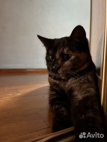 Кошка в дар