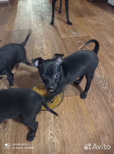 Той-терьер щенки