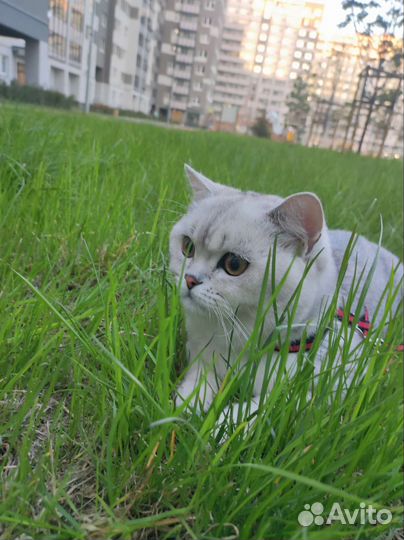 Шотландский кот на вязку