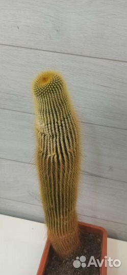 Кактус 