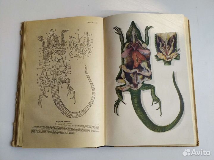 Курс Зоологии 1949г