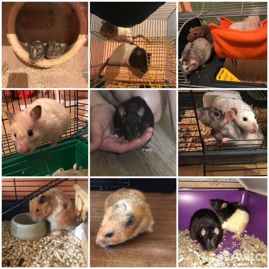 Передержка грызунов/рептилий/птиц