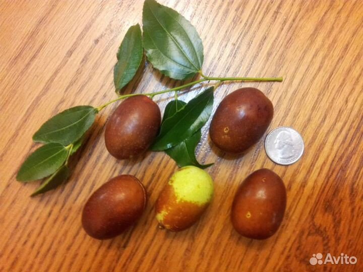 Саженцы Китайского фииника, Унаби