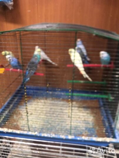 Мир аквариума