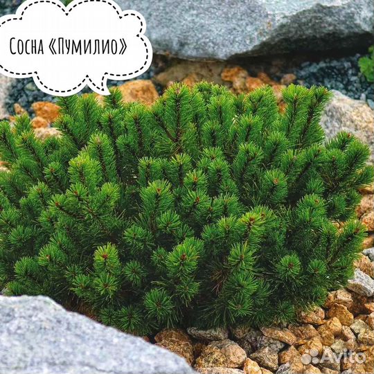 Сосна горная