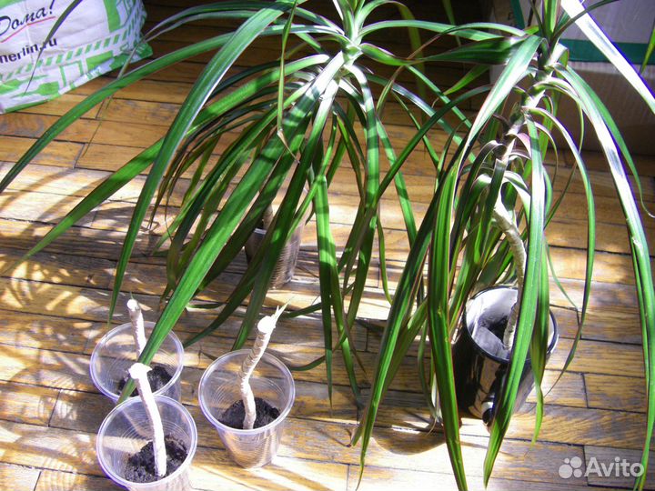 Драцены Аглаонемы Лудизии