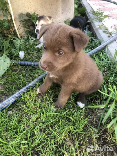 Щенки хаски