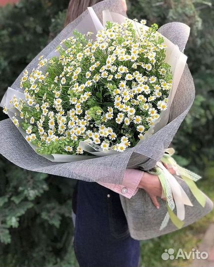 Цветы ромашки