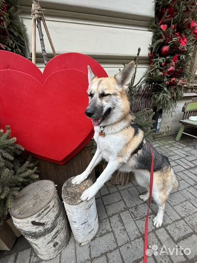 Выгул передержка няня для собак
