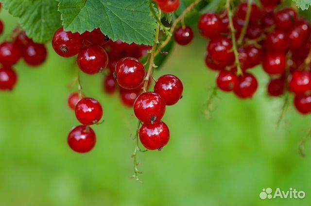 Саженцы смородины