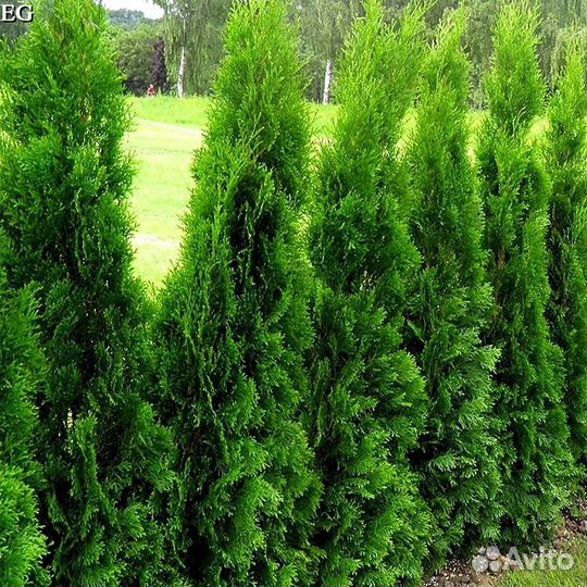 Туи с доставкой